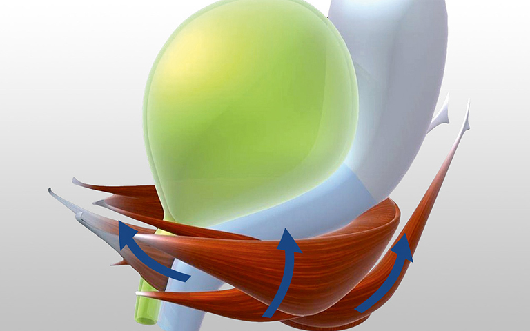 Beckenbodenmuskulatur durch die QRS Pelvicenter Magnetstimulation stimuliert